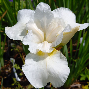 Iris Sibirica 'Snowcrest'